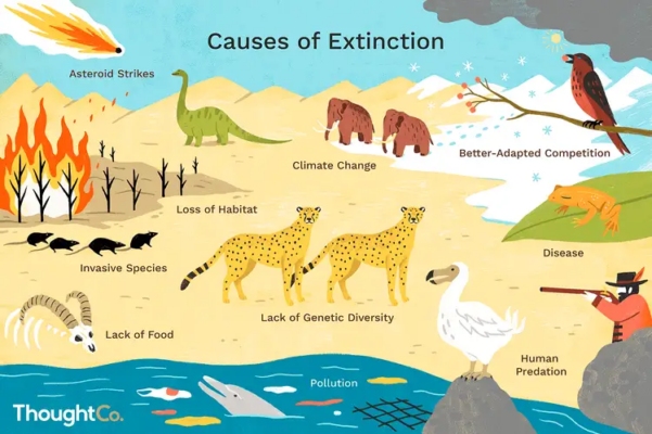 idiom-chu-de-animals-extinction-3